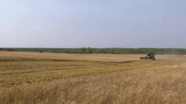 Moissonneuse-batteuse travaillant sur un champ de blé. — Video