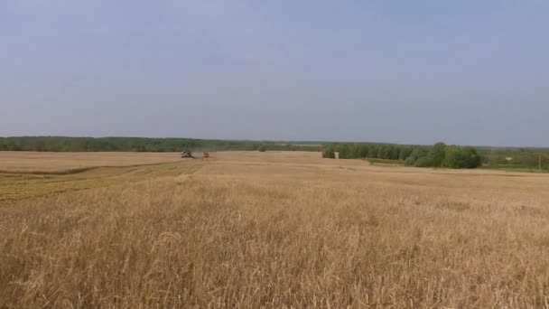 Campo de trigo. Grão amarelo está pronto para colheita crescendo no campo da fazenda — Vídeo de Stock