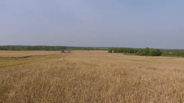 Champ de blé.Le grain jaune est prêt pour la récolte dans le champ de la ferme 