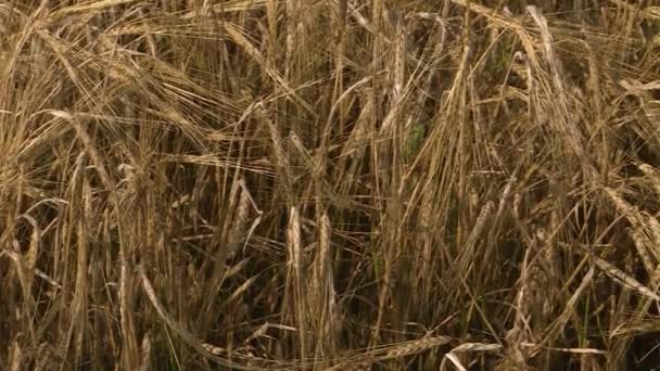 Campo de trigo. Grão amarelo está pronto para colheita crescendo no campo da fazenda — Vídeo de Stock