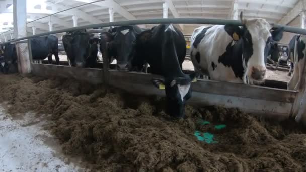 Tehenek egy állattenyésztő gazdaságban. Készpénz tehenek a tehénistállóban a farmon.. — Stock videók