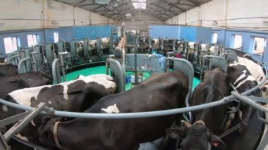 Çiftlikteki ineklerin otomatik sağılması