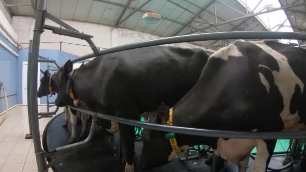 Automatisches Melken von Kühen auf einem Viehhof — Stockvideo