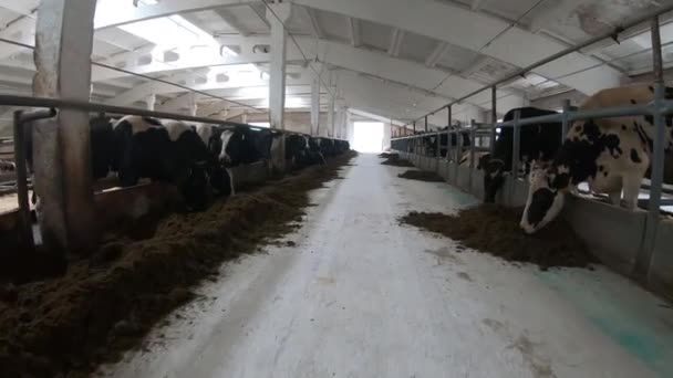 Tehenek egy állattenyésztő gazdaságban. Készpénz tehenek a tehénistállóban a farmon.. — Stock videók