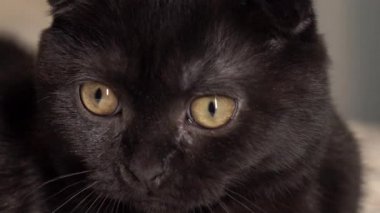 Siyah bir kedi yavrusu beyaz bir battaniyenin üzerinde yatıyor. .