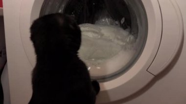 Kedi yavrusu ve çamaşır makinesi. Kitty cam varile uzanır, nasıl döndüğünü görmek için.