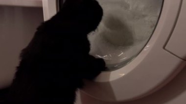 Kedi yavrusu ve çamaşır makinesi. Kitty cam varile uzanır, nasıl döndüğünü görmek için.