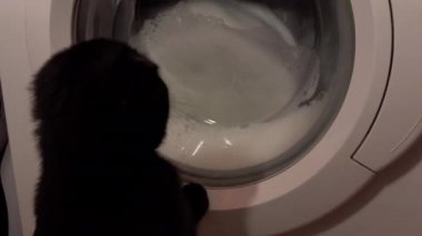 Kedi yavrusu ve çamaşır makinesi. Kitty cam varile uzanır, nasıl döndüğünü görmek için.