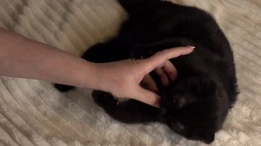 Kızgın siyah bir kedi yavrusu kadının elini ısırır. .