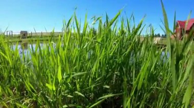 Göletteki balık çiftliği. Açık havada su kültürü var. Sazan üretimi