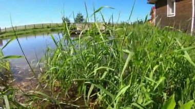 Göletteki balık çiftliği. Açık havada su kültürü var. Sazan üretimi