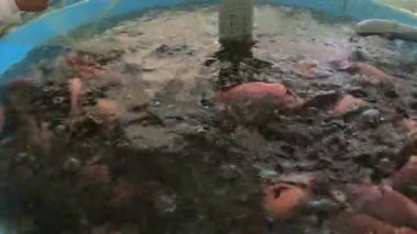 Tilapia üretimi. Yapay koşullarda Altın Nil tilapisini beslemek.
