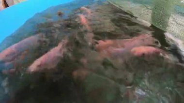 Tilapia üretimi. Yapay koşullarda Altın Nil tilapisini beslemek.
