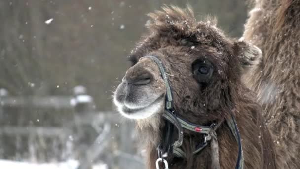 Een grote kameel met twee bulten in een paddock in de winter. — Stockvideo