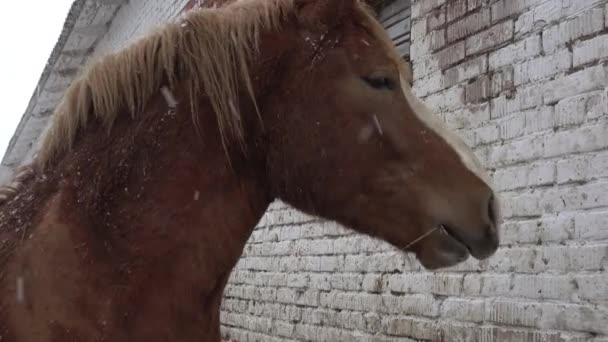 Cavalos em uma paddock em um dia frio de inverno . — Vídeo de Stock