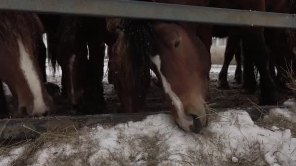 Chevaux dans un enclos par une froide journée d'hiver.