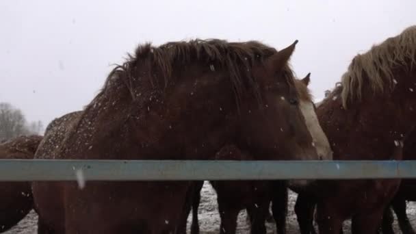 Chevaux dans un enclos par une froide journée d'hiver.