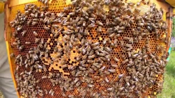 Nido de abeja con abejas. Las abejas empaquetan panal de miel con pan de abeja . — Vídeos de Stock