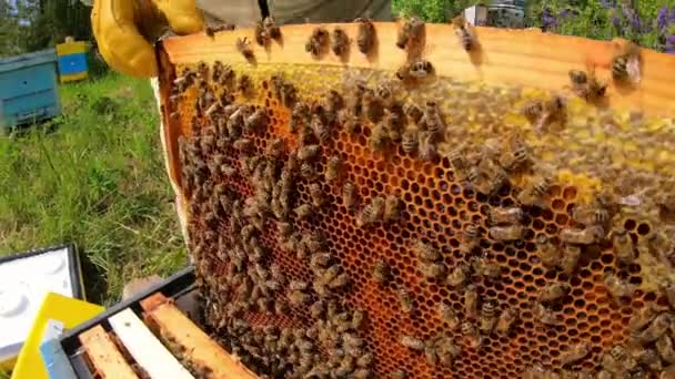 Χτένα με μέλισσες. Οι μέλισσες συσκευάζουν κηρήθρα μελιού με ψωμί μέλισσας. — Αρχείο Βίντεο