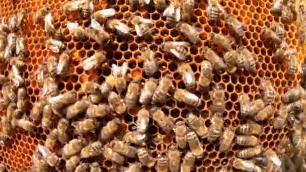Honeycomb med bin. Bina packar honungskam med bibröd. — Stockvideo