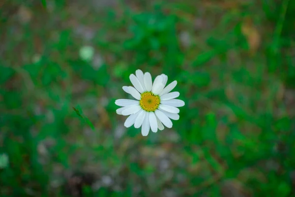 Bloem van een bos Daisy op een wazige achtergrond van gras . — Stockfoto