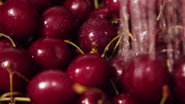 Yavaş çekim kamera güzel bir kiraz ağacı boyunca su akıntısının altında hareket eder..