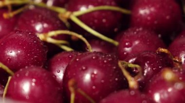 Yavaş çekim kamera güzel bir kiraz ağacı boyunca su akıntısının altında hareket eder..