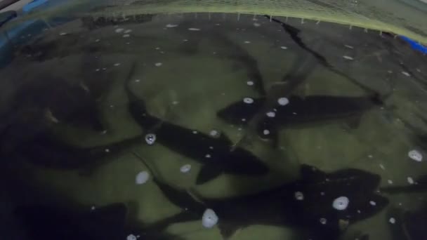 Fokken van steurvis. kwekerij met zoetwatervis — Stockvideo