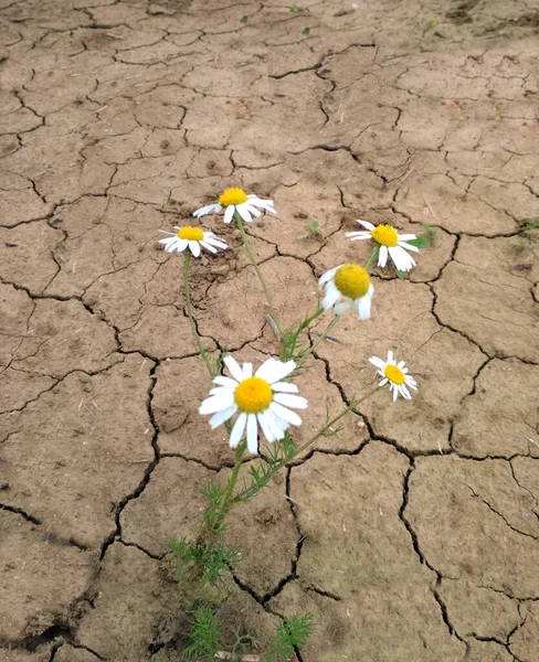 Kuru, çatlamış toprakta beyaz bir Daisy.