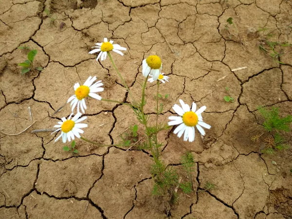 Белая Дейзи в сухой, потрескавшейся почве. Лицензионные Стоковые Фото