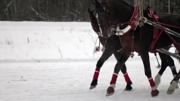 Racing om vinteren på en trav på racerbanen på en kold vinterdag. – Stock-video