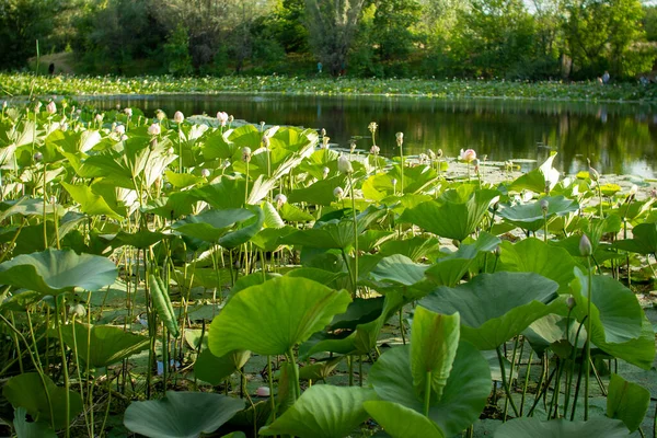 Gölette nilüfer çiçekleri. Doğal güzellik.