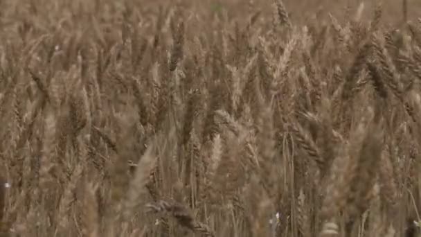 熟成小麦の分野。夏に穀物が熟します. — ストック動画