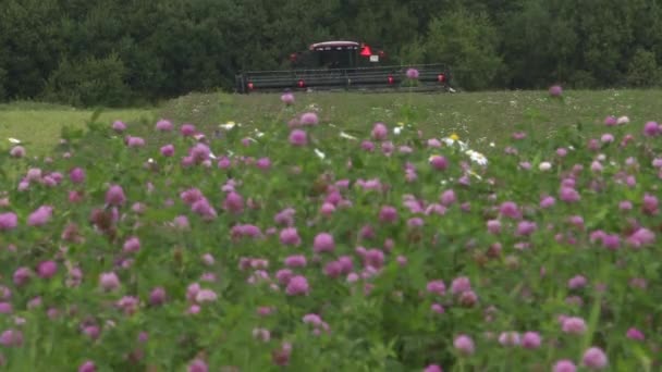 Campo di trifoglio. Preparazione di mangimi per animali. Raccolta del trifoglio come coltura cerealicola. — Video Stock