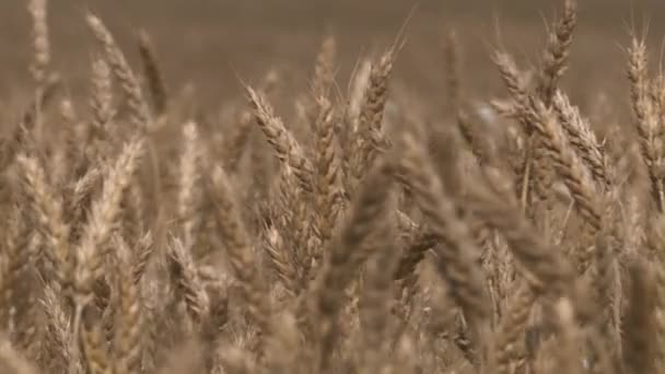 Поле зрелой пшеницы. Зерновые культуры созревают летом.. — стоковое видео