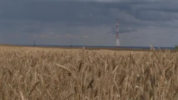 熟成小麦の分野。夏に穀物が熟します. — ストック動画