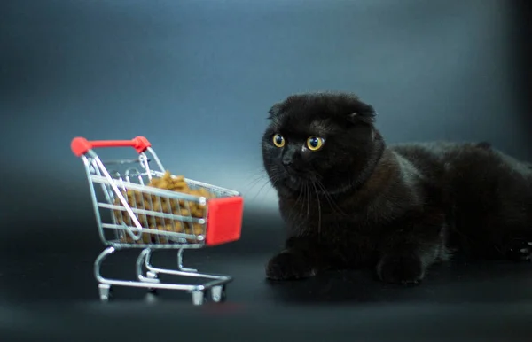 Um gato escuro com olhos amarelos senta-se com um cesto de compras cheio de comida de gato. — Fotografia de Stock