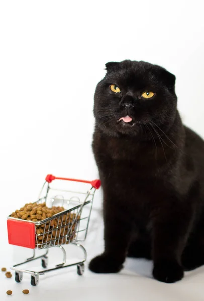 Un gato oscuro con ojos amarillos se sienta con una cesta llena de comida para gatos. — Foto de Stock