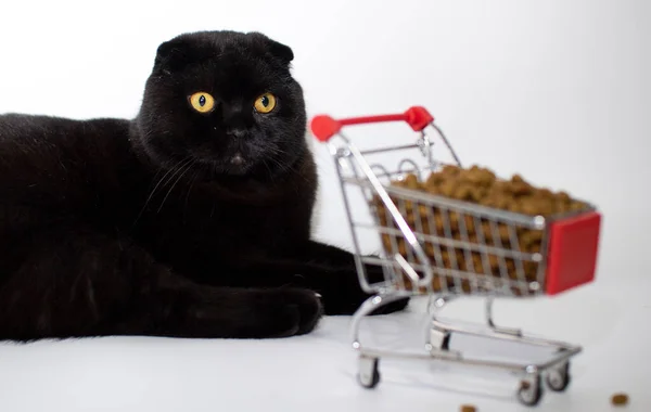 Um gato preto com olhos amarelos senta-se com uma cesta de compras cheia de comida de gato. — Fotografia de Stock