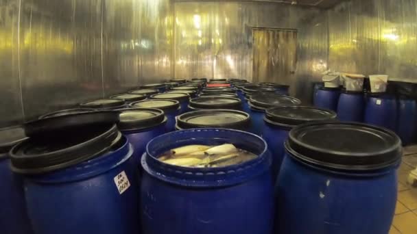 Ρέγγα σε βαρέλια, σε βιομηχανική κλίμακα.Μπλε βαρέλια με νόστιμη αλατισμένη ρέγγα στο εργοστάσιο ψαριών — Αρχείο Βίντεο