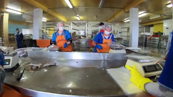 Moskou. Rusland - september 2020: winkel voor de productie van vis uit blik. Vrouwen werken aan het snijden van vis en het verpakken ervan in blikjes te koop. — Stockvideo