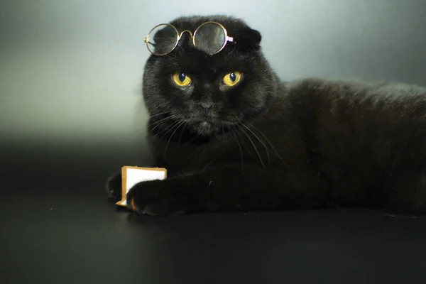 Um belo gato preto com óculos lê um livro deitado em um fundo escuro. — Fotografia de Stock