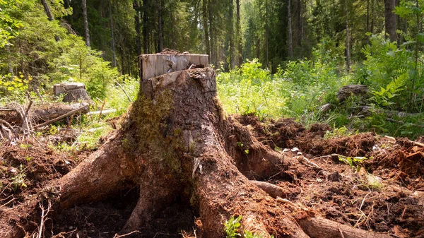 삼림을 개발하는 삼림의 나무 그루터기때문에 삼림 이훼 손되어 환경이 위태롭게 되다 . — 스톡 사진