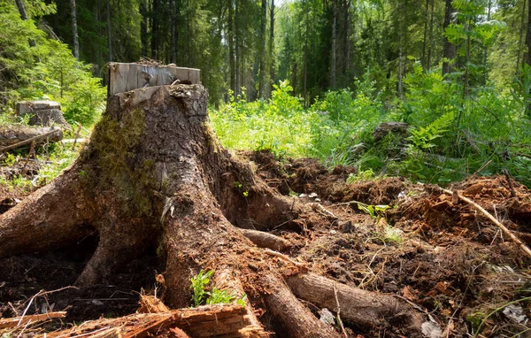 En stubbe i skogen.Utnyttjande av tallskogar leder till avskogning, vilket äventyrar miljön . — Stockfoto