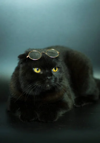 Beautiful Scottish fold cat on a dark background. — Stock Photo, Image