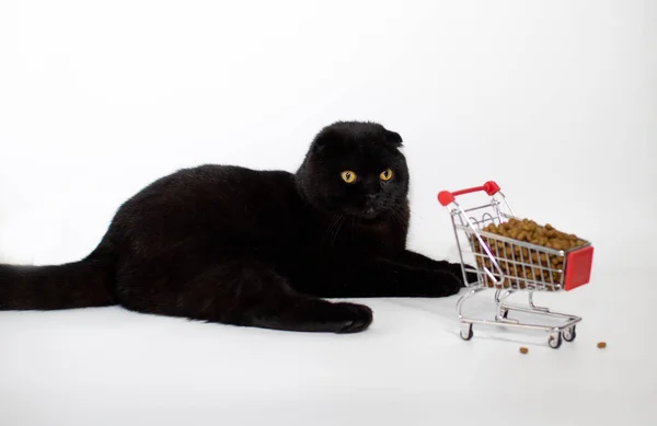 Um gato preto com olhos amarelos senta-se com uma cesta de compras cheia de comida de gato. — Fotografia de Stock