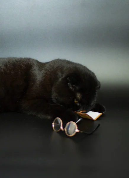Piękny czarny kot czyta książkę leżącą na ciemnym tle. — Zdjęcie stockowe