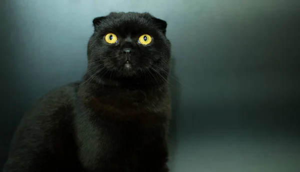 Όμορφη Scottish φορές γάτα σε σκούρο φόντο. — Φωτογραφία Αρχείου
