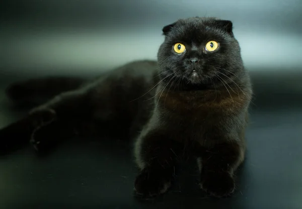 Belo gato escocês dobrar em um fundo escuro. — Fotografia de Stock