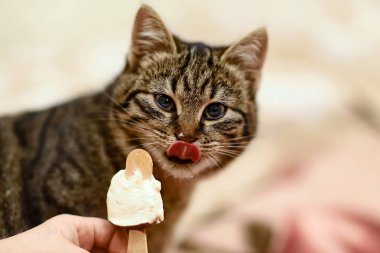 Kahverengi yüzlü, pembe dilli gri bir kedi..